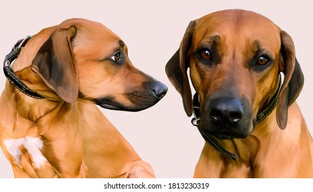 Drawing Of A Ridgeback Dog Of A Bright Red Color With Big Intelligent Loyal Eyes