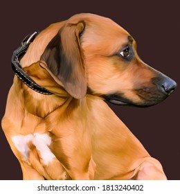 Drawing Of A Ridgeback Dog Of A Bright Red Color With Big Intelligent Loyal Eyes