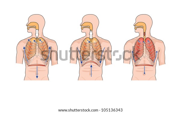 Drawing Show Normal Breathing Inhalation Exhalation Stock Illustration ...