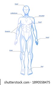 Drawing Of A Simplified Structure Of The Human Body With Notes. Linear Image Of A Man In Full Face. Medical Drawing Of A Man