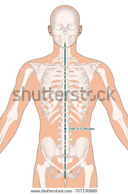 Drawing Skeleton Acupuncture Point Cv9 Shuifen Stock