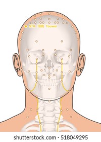 Drawing Skeleton Acupuncture Point St8 Touwei Stock Illustration ...