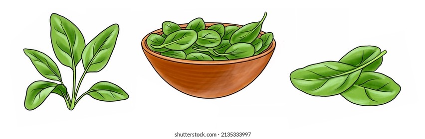 Drawing Spinach Green Leaves, Superfood, Hand Drawn Illustration