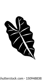 Drawing Of A Taro Leaf