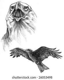 Drawing two Eagles  Pencil paper 