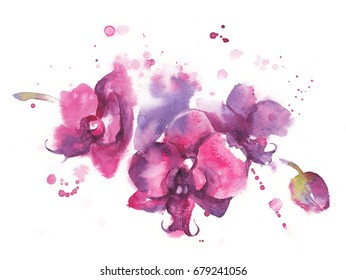 Drawing with watercolor paints of a tropical flower of phalaenopsis orchids