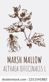Drawings MARSH MALLOW  Hand drawn illustration  Latin name ALTHAEA OFFICINALIS L 