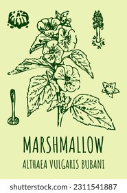 Drawings MARSH MALLOW  Hand drawn illustration  Latin name ALTHAEA OFFICINALIS L 