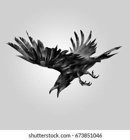 Drawn Attacking Bird Raven