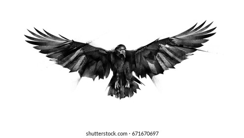Drawn Flying Bird Raven On White Background