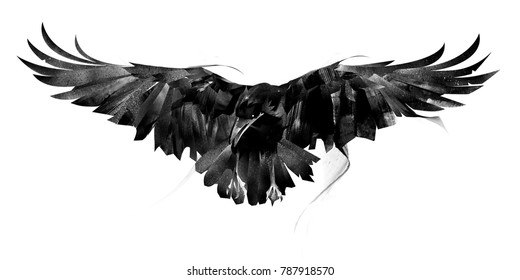 drawn flying crow on white background front