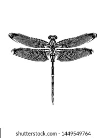 Drawn Graphic Black White Dragonfly Artwork Stock Illustration 