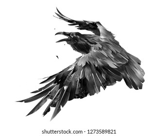drawn isolated raven bird