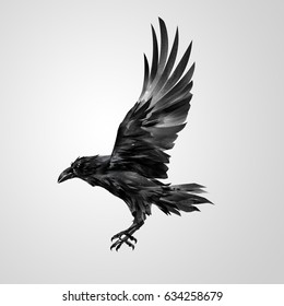 Drawn realistic flying isolated crow