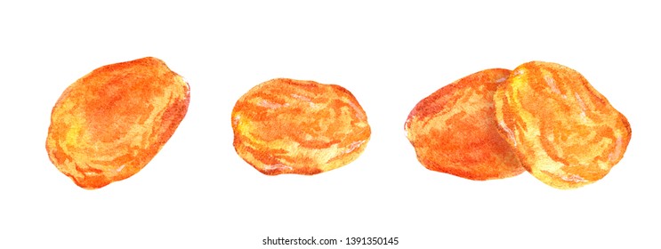 Dried Apricot Fruits. Watercolor Food Set