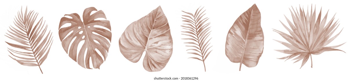 Dried bohemian watercolor autumn floral leaf set in rustic style. Dry tropical monstera and palm leaves. Watercolour illustration isolated on white background.