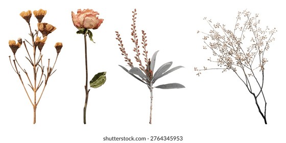 Dried botanical elements arrangement set isolated on white