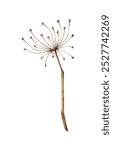 Dried flower herb with umbrella inflorescence watercolor illustration. Dry stem decoration for Halloween, Thanksgiving, bouquets, wreaths. Isolated from the background. Gothic design for autumn winter