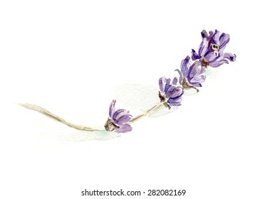 A Dried Lavender Sprig