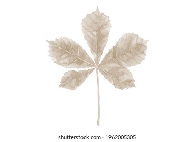 Dried Leaf. Beige Autumn Chestnut Tree Leaf. Watercolor Illustration Isolated On White Background.