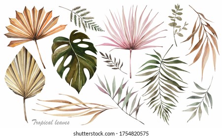 Dried palm leaves. Watercolor illustration. Tropical leaves.