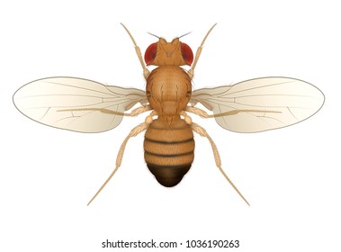 drosophila male and female