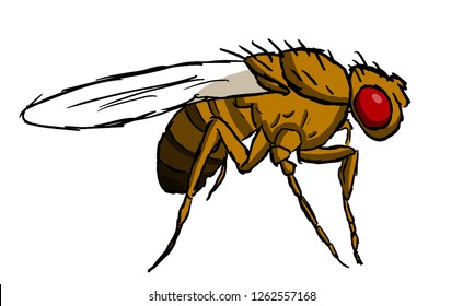 Drosophila Melanogaster Sketch