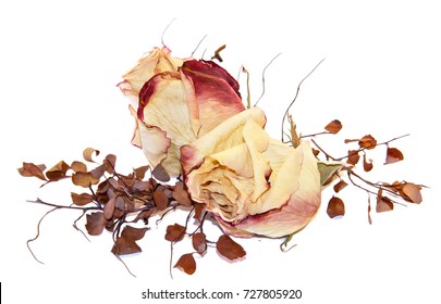 dry delicate rose flowers and leaves  isolated on white, digital painting