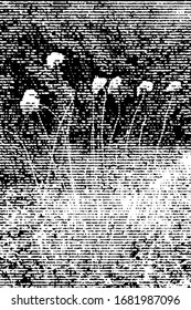 Dry flowers in overgrown, abandoned garden. Halftone with lines.