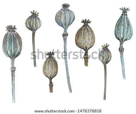 Similar – Image, Stock Photo poppy seed capsules plants