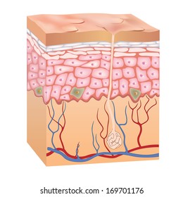 dead skin tissue images, stock photos \u0026 vectors shutterstockdry skin anatomy 3d structure of human skin epidermis