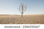 A dry tree from drought in the middle of a field with cracked ground from lack of water. Preserve an environment from drought.