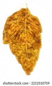 Dry Yellow Autumn Leaves, Edited Photo, Digital Watercolor Effect.