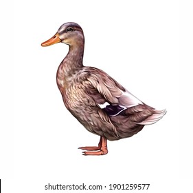El pato (Anas platyrhynchos domesticus) ilustraciones de dibujo realistas para la enciclopedia de animales y aves, imagen aislada de fondo blanco