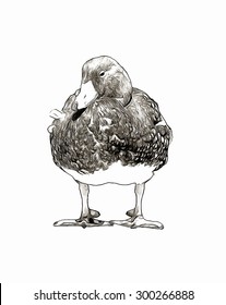 Duck Pencil Sketch