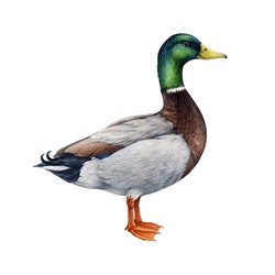 Duck Watercolor Illustration. Hand Drawn Realistic Waterfowl Bird. Mallard Duck Wildlife Avian. Beautiful Wild River, Lake, Pond Animal. Isolated On White Background
