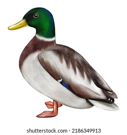 Duck Watercolor Illustration Isolated On White Stock Illustration ...