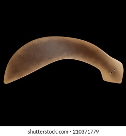 Dugesia Planarian