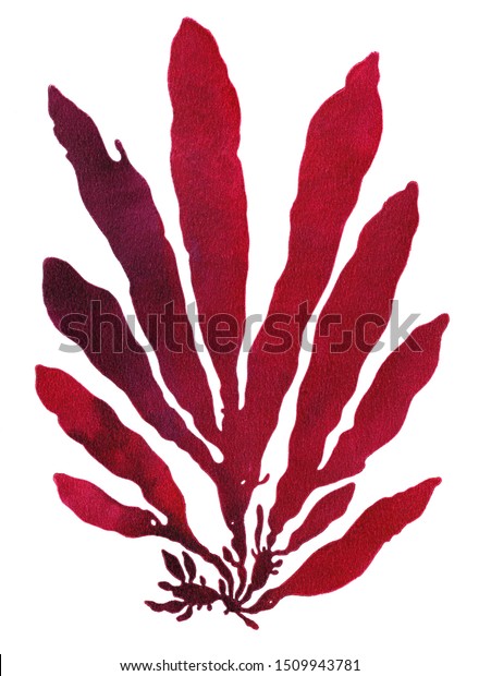 白い背景にダルスの赤い海藻 カラフルな手でリノカット印刷 のイラスト素材