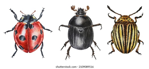 Dung beetle, colorado beetle, ladybug isolated on a white background. Illustration. Watercolor. Hand drawn. Closeup.
