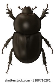 Dung Beetle Digital Illustration (Coleoptera, Scarabaeidae)