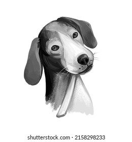 Dunker Norwegian Hound Dog Digital Art Stock Illustration 2158298233 ...