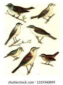 Dunnock, Garden Warbler, Black platelets, Fence warbler, Firecrest, Wren, Reed Warbler, vintage engraved illustration. From Deutch Birds of Europe Atlas.