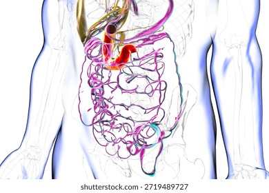 Duodenum, 3D illustration showing the digestive system with the duodenum highlighted in red.