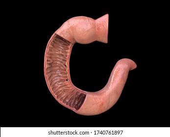 Duodenum, Human Anatomy, Part Of Your Small Intestine,front View, 3d