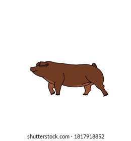 Duroc Breed Show Pig Graphic