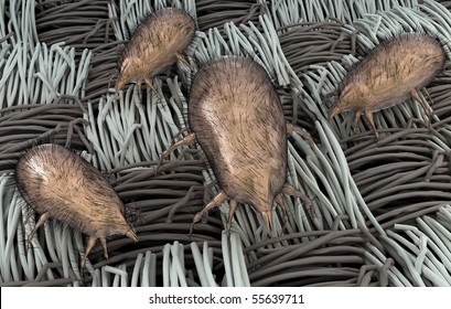 Dust Mites On Mattress