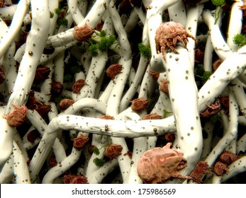 Dust Mites In A Pillow