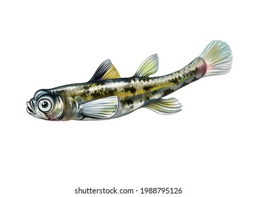 The Dwarf Pygmy Goby (Pandaka Pygmaea), Realistic Drawing, Smallest Fish, Isolated Image On White Background