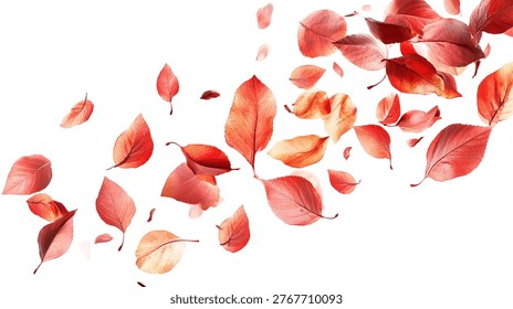 A dynamic composition featuring a multitude of red and orange autumn leaves gracefully falling against a clean white background, capturing the essence of seasonal transition.